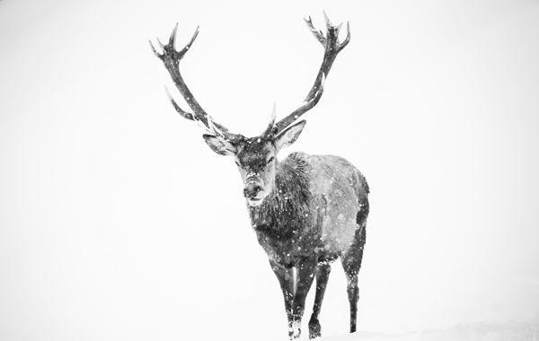 Fotoausstellung - Unser Wild